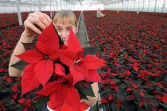 Poinsettias arrive in Waitrose