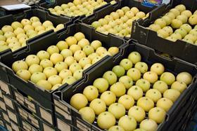 AU Perth wholesale market nashi chinese pear