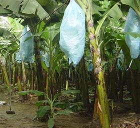 Philippines bananas