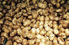 Potato growers warned on safety