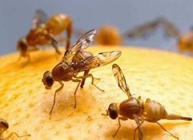 Invader fruit fly