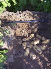 High hopes for Israeli potatoes