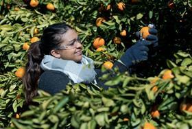 Aus Citrus - labour picking