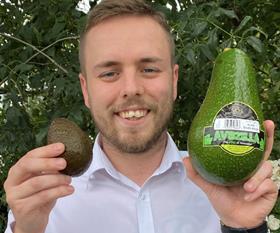 Avozilla avocado 2020