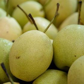 Pear India