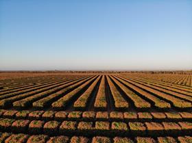 Darwin Fruit Farms mango Pinata Farms LaManna Premier