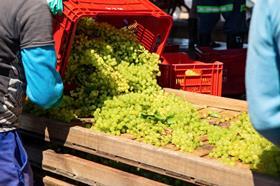 South African raisin grapes harvest