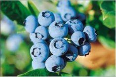 Blueberries in strong growth