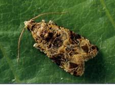European grapevine moth