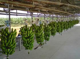 Agricola Famosa bananas Brazil
