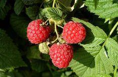 Raspberries too have suffered at the hands of the weather