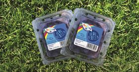Orchard Road _ blueberries