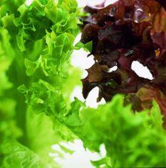 Winter blues for salad industry.