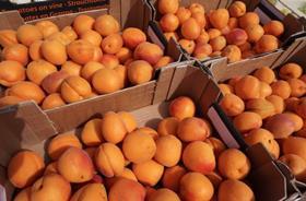 FR apricots market