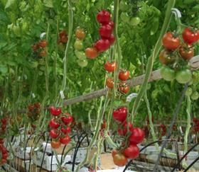 French tomatoes