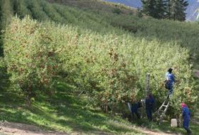 South Africa apple harvest Zonderland