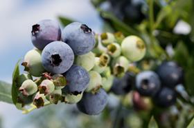 Florida blueberries