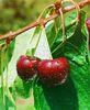 Cherries and berries switch sources