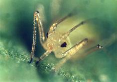 Aphid study holds plant virus clue
