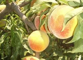 Greek peaches
