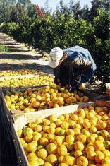 Uruguay forecasts citrus rise