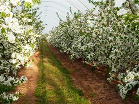 blossom in tunnels
