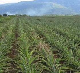 Philippines Pineapples