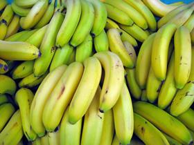 Cavendish bananas