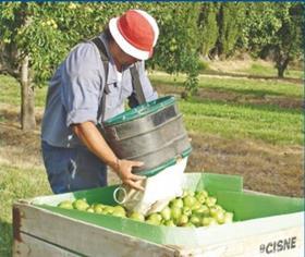 Argentina pears