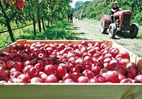 NZ New Zealand apples