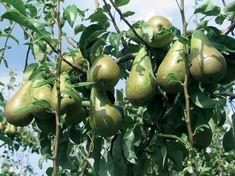 Belgium top-fruit crop battered by weather