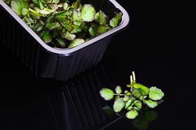 Koppert Cress Hippo Tops