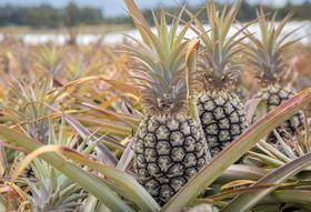 Pineapples - Australia. Credit Aqua PR