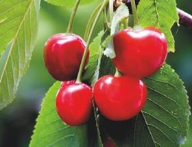 Turkish cherries