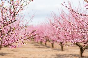 Almond tree