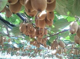 FR Sofruileg Haewon kiwifruit