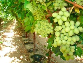Sugraone table grapes