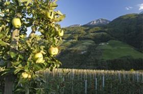 South Tyrol apples