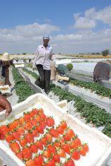Ethiopian strawberries hit premium market