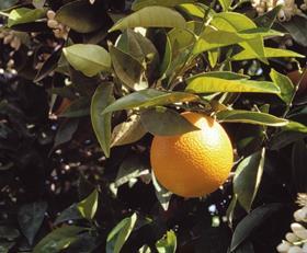 Spain oranges
