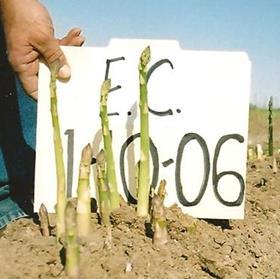 Early California asparagus