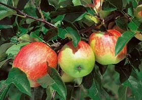 Bodensee Lake Constance Germany apples