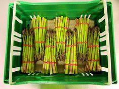 SEF picks naturally grown asparagus earlier than ever