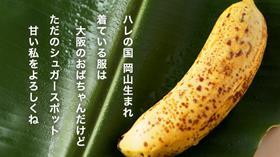 Mongee Banana credit D&T Farms