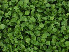 Hampshire rides wave of cress