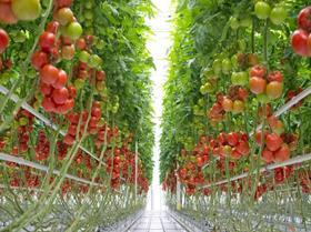 Bayer Nunhems tomatoes