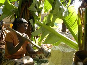 ET Enset harvesting CREDIT CC see wikipedia link