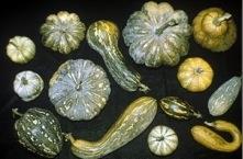 Cucurbita squashes