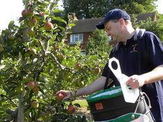 John Worth hard at work in the orchard
