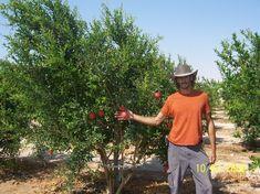 The first varieties